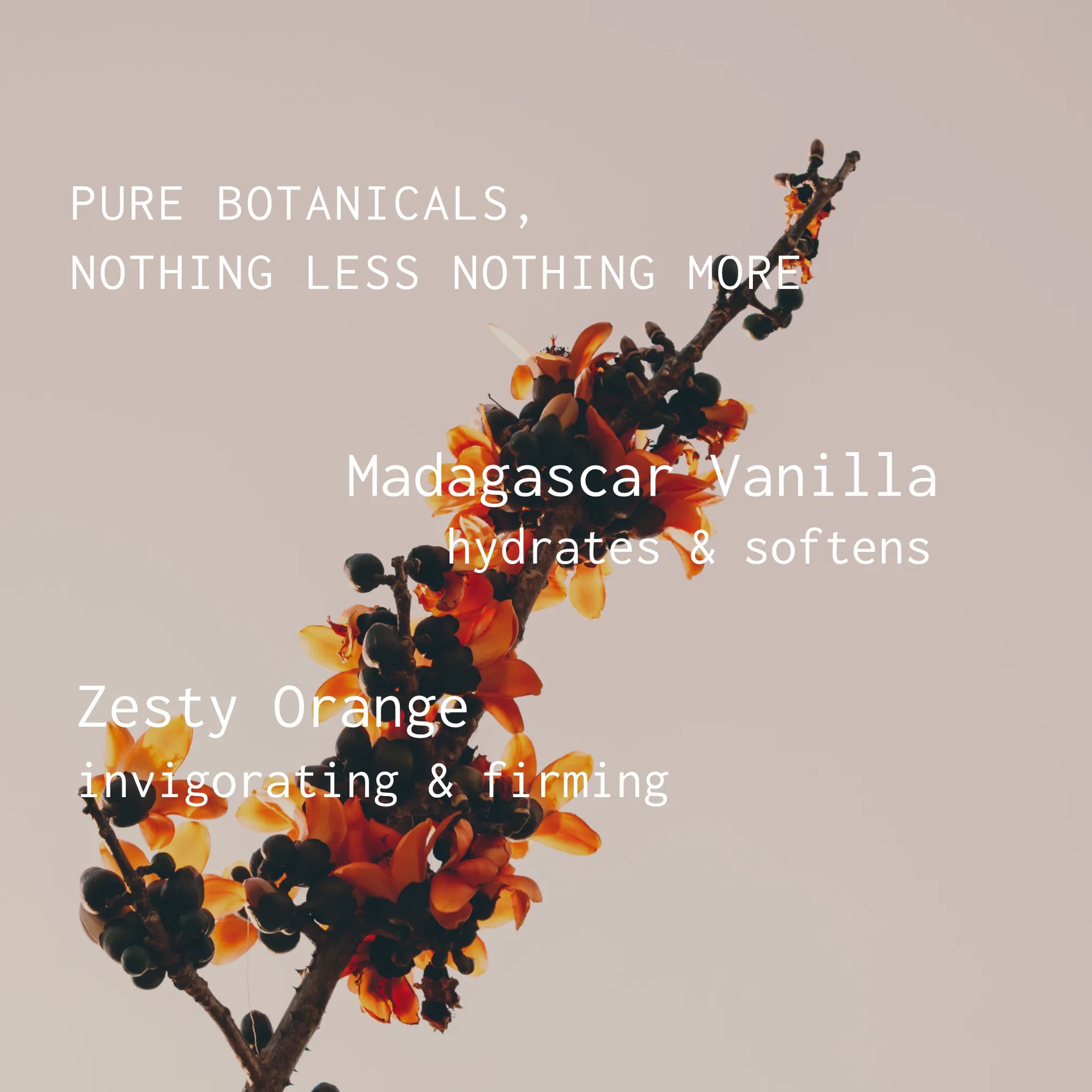 Floral branch with text about Madagascar Vanilla and Zesty Orange on a beige background