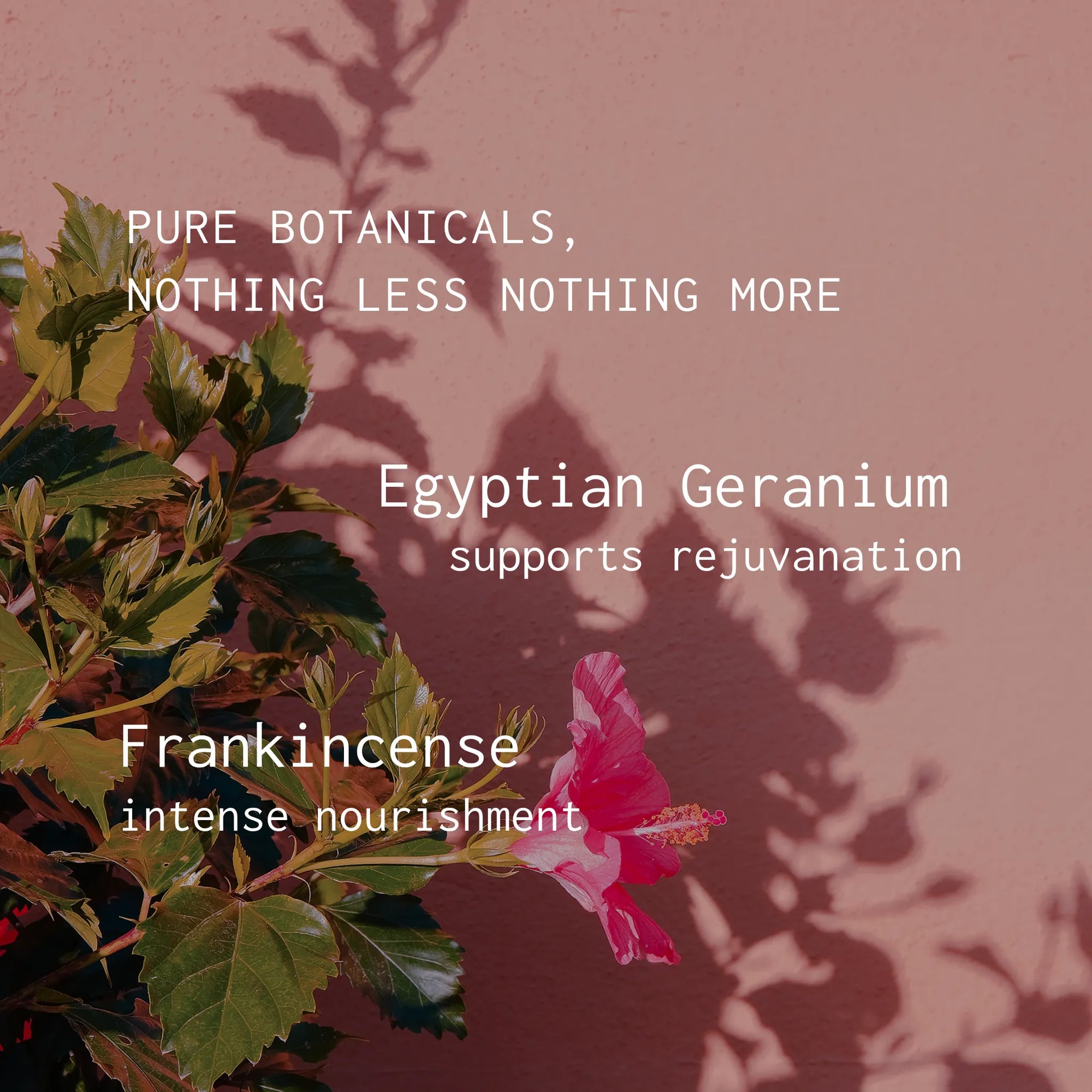 Plant with pink flower and text about Egyptian Geranium and Frankincense on a pink background
