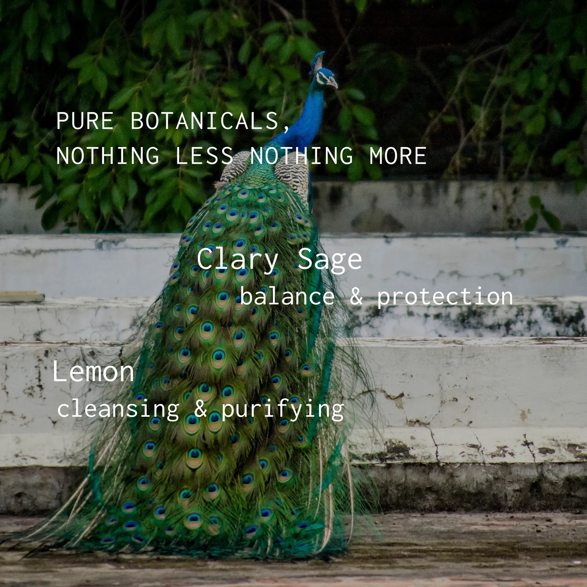Peacock with text about pure botanicals, Clary Sage, and Lemon on a natural background.