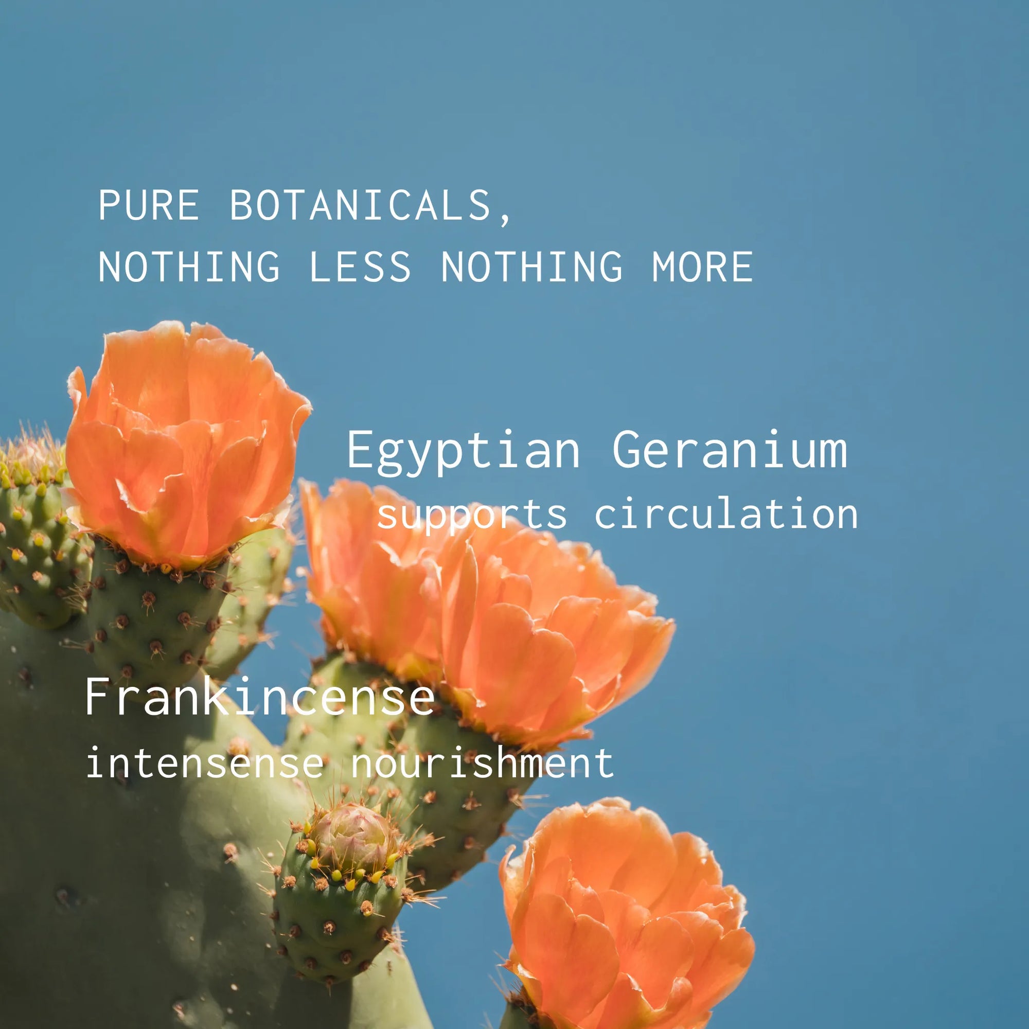  Egyptian Geranium and Frankincense